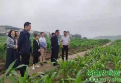 省农业农村厅二级巡视员张履平一行莅资调研