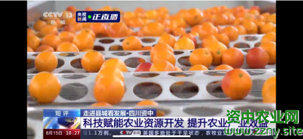 央视走进四川资中：特色