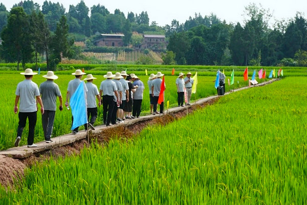 水稻、玉米重大品种比较