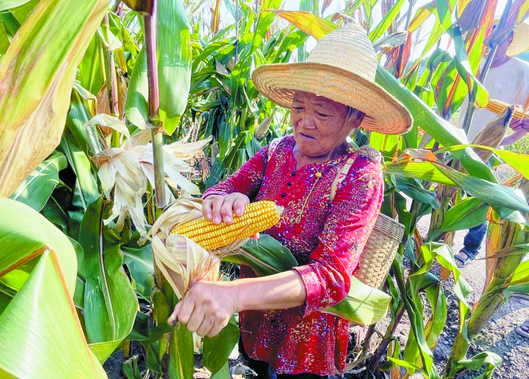 资中县首个玉米百亩超高