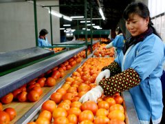 资中血橙深加工